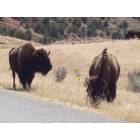 Thermopolis: In the buffalo pasture.