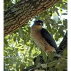 Madison: Cooper's Hawk visits my backyard in Madison, MS
