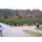 North Bend: : Christmas Tree farm in North Bend