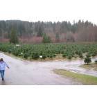 North Bend: Christmas Tree farm in North Bend