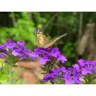 Murphy: Murphy Butterfly