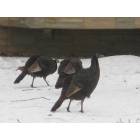 Burnsville: Wild Turkeys