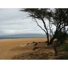 Lanai City: avola?