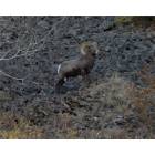 Creston: Ram at the ranch