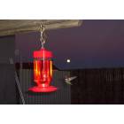 Picture Rocks: HUMMINGBIRD/ FULL MOON FROM OUR BACKYARD.....MANVILLE RD