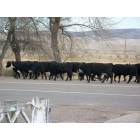 Maybell-Powder Wash: Everyone uses the highway around here, cattle being moved to winter pasture.