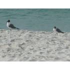 Panama City Beach: relaxing on the beach