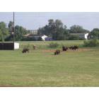 Hays: Real buffalo across street from Fort Hays