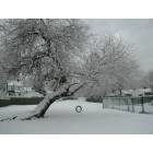 Lynbrook: the quiet after the snowfall