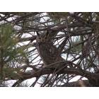 Albuquerque: Great Horned Owl