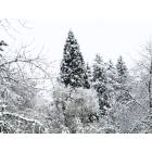Beaverton: 2008 December snowstorm Evelyn Schiffler Park Beaverton,Oregon