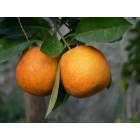 Orlando: Oranges on the tree
