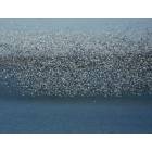 Smithville: Snow geese on Smithville Lake