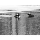 Wayne: Ducks at Wayne Dam