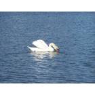 Lakeland: Swan at Lake Morton