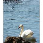 Lakeland: Swan at Lake Morton-3