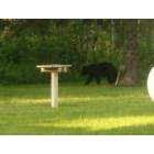 Phillips: Bear in our backyard