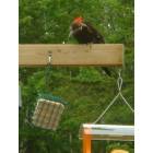 Phillips: Pileated woodpecker on our bird feeder