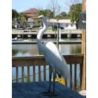 Cedar Key: A Great Egret eyes shoppers from his picnic table perch on the dock in Cedar Key. Note the breeding plumage.