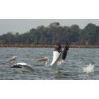 Horseshoe Lake: pelicans on Lake