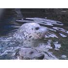 Seattle: : Seals at the Seattle Aquarium
