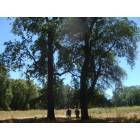 Covelo: Majestic Oaks in Round Valley, Covelo, California