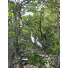 Bradenton: Interesting sites at Robinson Preserve!