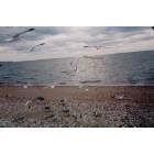 West Haven: west haven beach,,,,,Just  4 the birds,,,