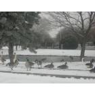 Elk City: Geese at the Ackley Park durning the snow fall