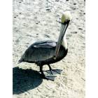 Juno Beach: Pelican