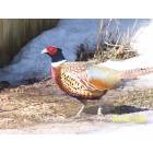 Pound: Pheasant beneath bird feeder in backyard.