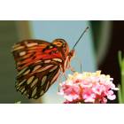 Dawsonville: Butterfly on summer flower