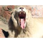 Attleboro: The Pride of Attleboro-Capron Park-Ramses, our African White Lion