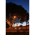 Santa Paula: towering fig tree