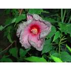 Fredericksburg: : flower at wildseed farms