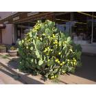 Crowell: Cactus in Bloom in downtown Crowell