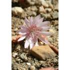 Stevensville: Bitterroot flower