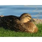 Maricopa: Ducks on pond-Jane Askew Park -Maricopa City, AZ