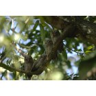 Coral Gables: : Sreeching Owl branchers