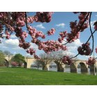 Harrisburg: : Blossom Walkway