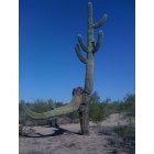 Deer Valley: Cactus in Deer Valley desert
