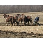 Portland: Amish doing the spring plowing in Portland NY.