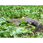 Sebring: An Alligator at the Highlands Hammock State Park