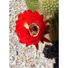 Tucson: : Cactus flower in my front yard. Eastside of Tucson