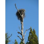 Ormond Beach: Eagle's nest, Ormond Beach, FL