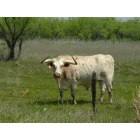 Coleman: This big guy is in a pasture right out of Coleman.