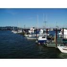 Astoria: Sea lions sunning on public dock, Astoria, Oregon