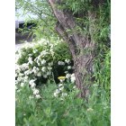 Cedar City: : Front Yard Flowers