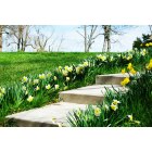 Jackson: front steps with row of flowers in Jackson Missouri