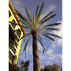 Long Beach: : Palm Trees at The Crown Plaza Resort